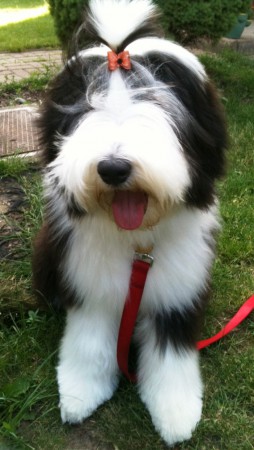 Black Cooper Isabelle ("Happy"), Bearded Collie / fenka